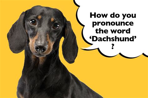 This video shows you How to Pronounce Dachshund, German, pronunciation.Learn MORE CONFUSING NAMES/WORDS: https://www.youtube.com/watch?v=dyncGi5eWz0&list=PLd...